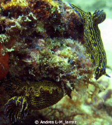 PAIR OF SEA SLUGS!
gastropod mollusk 
 by Andres L-M_larraz 